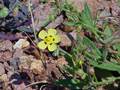 Tuberaria guttata (Geflecktes Sandröschen)