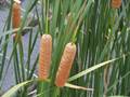 Typha domingensis (Südlicher Rohrkolben)