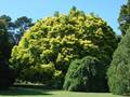 Ulmus minor (Feldulme)