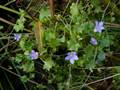 Wahlenbergia hederacea (Efeu-Moorglöckchen)