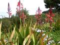 Watsonia bulbillifera