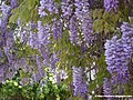 Wisteria sinensis (Sims) DC.