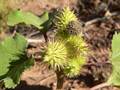 Xanthium strumarium (Gewöhnliche Spitzklette)