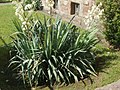 Yucca gloriosa <small>L.</small>