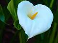 Zantedeschia aethiopica (Gewöhnliche Calla)