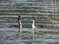 Podiceps cristatus (Haubentaucher)