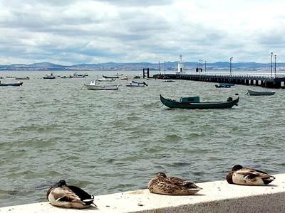 Reserva Natural do Estuário do Tejo