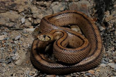 Treppennatter (Rhinechis scalaris) Treppennatter (Rhinechis scalaris)