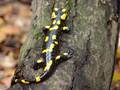 Salamandra salamandra (Feuersalamander)