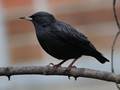 Sturnus unicolor (Einfarbstar)