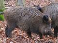 Sus scrofa (Wildschwein)