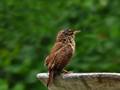 Troglodytes troglodytes (Zaunkönig)