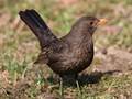 Turdus merula (Amsel)