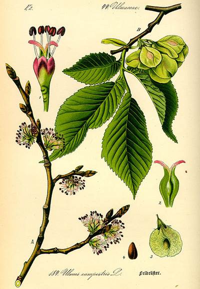 Feldulme (Ulmus minor), Urheber/Quelle: Prof. Dr. Otto Wilhelm Thomé, Wikimedia Feldulme (Ulmus minor)