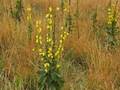 Verbascum thapsus (Kleinblütige Königskerze)