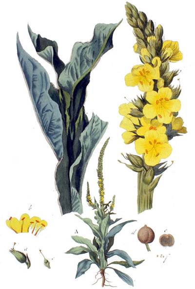 Kleinblütige Königskerze (Verbascum thapsus)