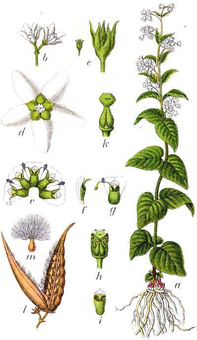 Schwalbenwurz (Vincetoxicum hirundinaria), Urheber/Quelle: Johann Georg Sturm (Painter: Jacob Sturm), Wikimedia Schwalbenwurz (Vincetoxicum hirundinaria)