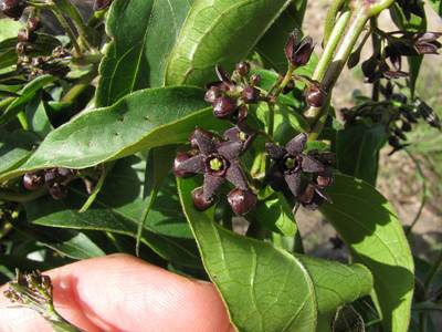 Schwarze Schwalbenwurz (Vincetoxicum nigrum)