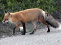 Vulpes vulpes (Rotfuchs)