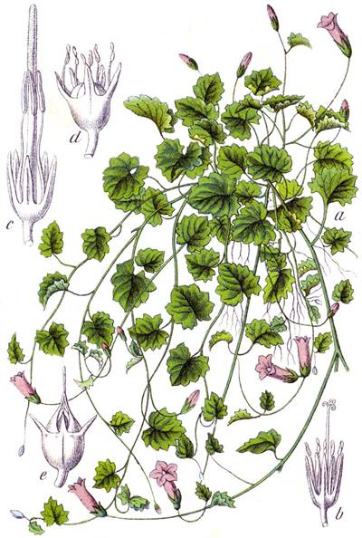Efeu-Moorglöckchen (Wahlenbergia hederacea)