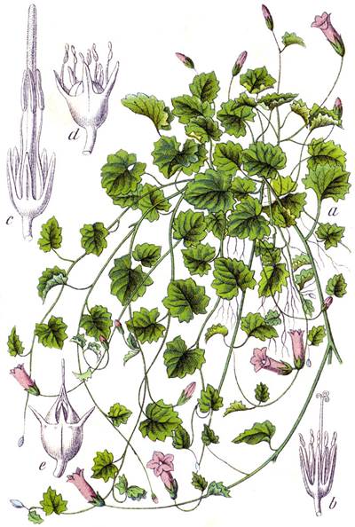 Efeu-Moorglöckchen (Wahlenbergia hederacea), Urheber/Quelle: Johann Georg Sturm (Painter: Jacob Sturm), biolib.de Efeu-Moorglöckchen (Wahlenbergia hederacea)