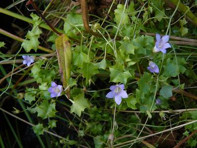 Efeu-Moorglöckchen (Wahlenbergia hederacea)