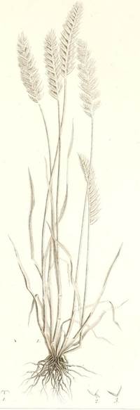 Wangenheimia lima, Urheber/Quelle/Lizenz: Biodiversity Heritage Library, flickr, CC BY 2.0