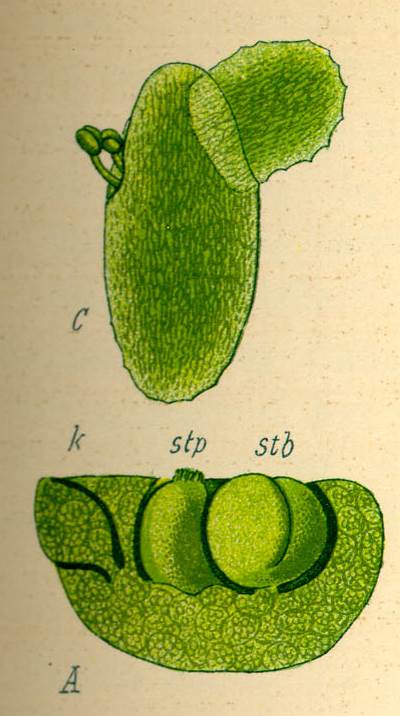 Wurzellose Zwergwasserlinse (Wolffia arrhiza), Urheber/Quelle: Prof. Dr. Otto Wilhelm Thomé, Wikimedia, GFDL by Kurt Stueber Wurzellose Zwergwasserlinse (Wolffia arrhiza)