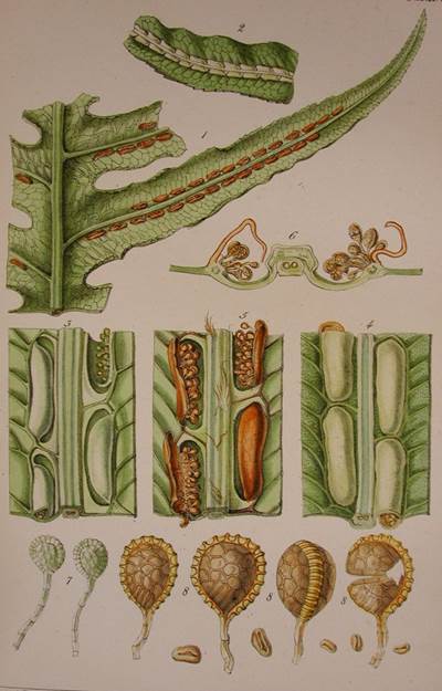 , Urheber/Quelle: Franz Bauer, Koch Library, Wikimedia, pd-Art