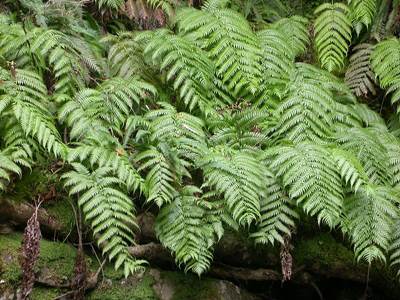 Wurzelnder Kettenfarn (Woodwardia radicans)