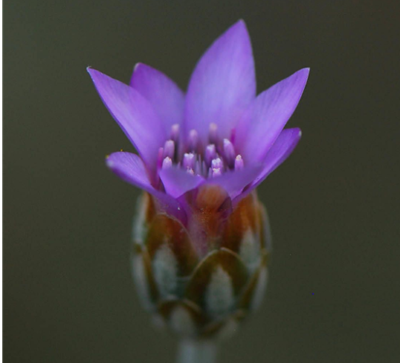 Xeranthemum cylindraceum