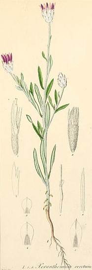 Xeranthemum inapertum