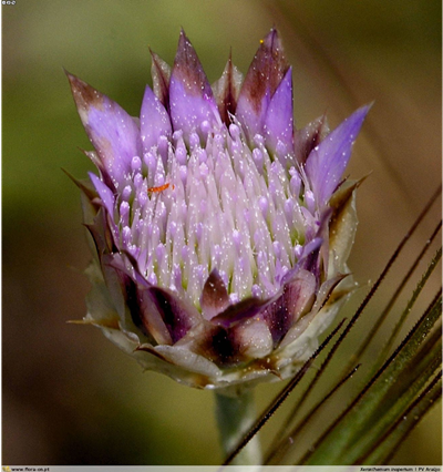 Xeranthemum inapertum