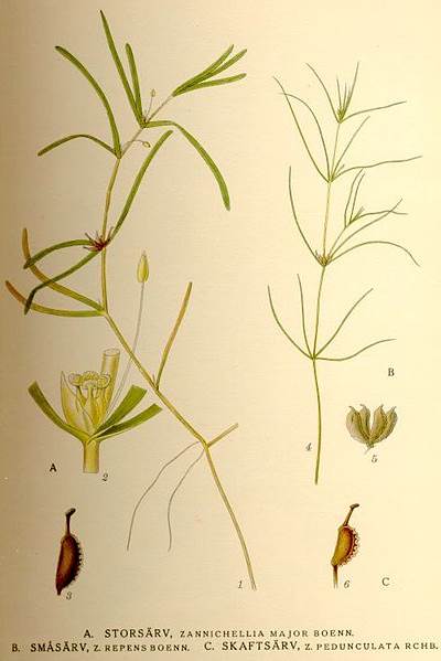 Sumpf-Teichfaden (Zannichellia palustris)