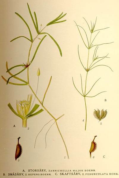 Sumpf-Teichfaden (Zannichellia palustris)