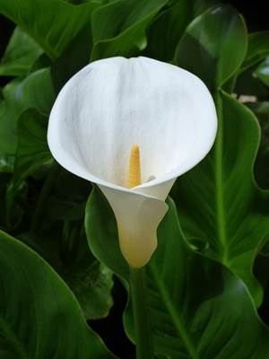 Gewöhnliche Calla (Zantedeschia aethiopica)