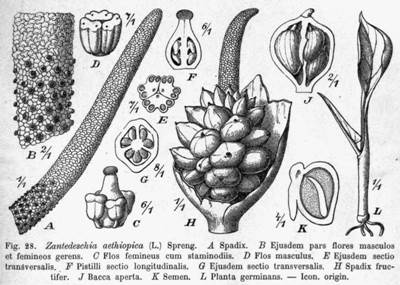 Zantedeschia aethiopica