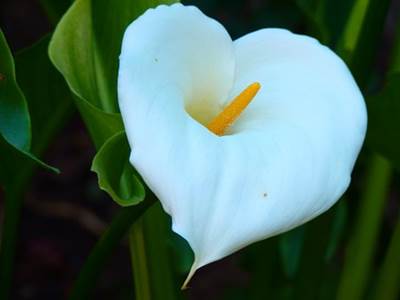 Gewöhnliche Calla (Zantedeschia aethiopica)