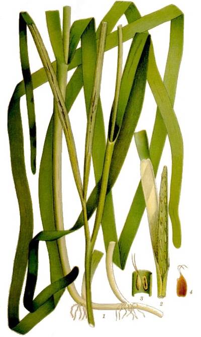 Zostera marina, Urheber/Quelle: Carl Lindman, Wikimedia, digitale Bearbeitung Kilom691 Zostera marina