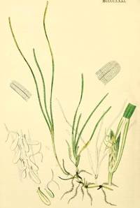Zwerg-Seegras (Zostera noltii)